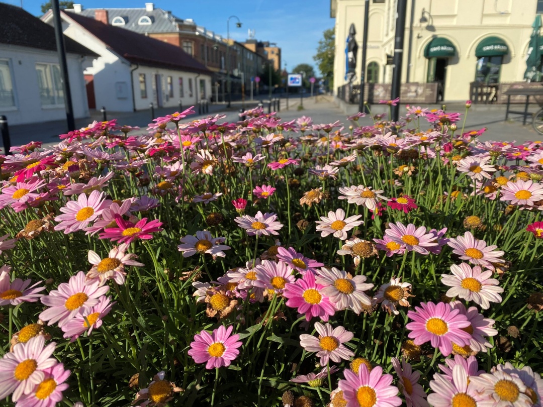 Sommarblommor med gata i Höör i bakgrunden.