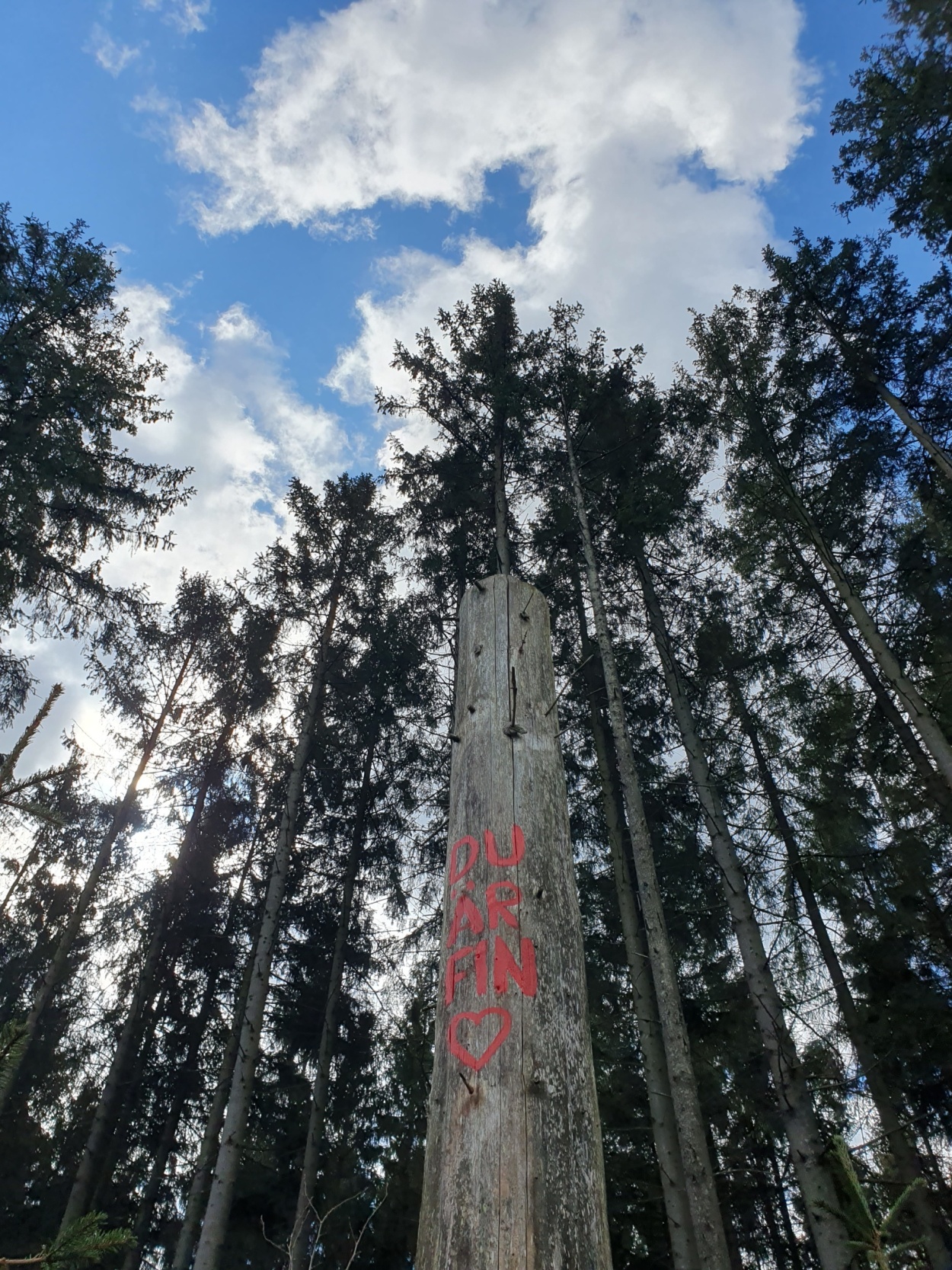 I bakgrunden tallar som syns mot himlen. I förgrunden en hög stubbe som visar en röd text där det står DU är fin.