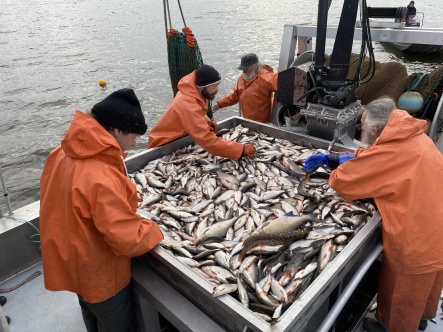 Personer i orange kläder står runt ett bord fullt med fisk på en båt ute i en sjö.