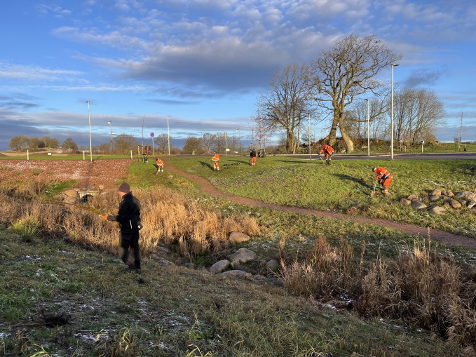 Plantering av träd och buskar vid Maglehill.